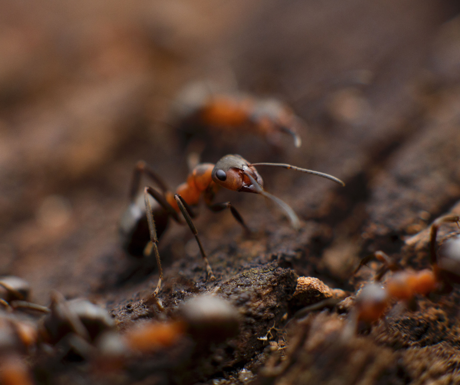 ant control Essex