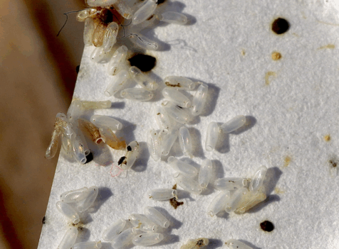 Domestic & Commercial Bed Bug Control Services Colchester