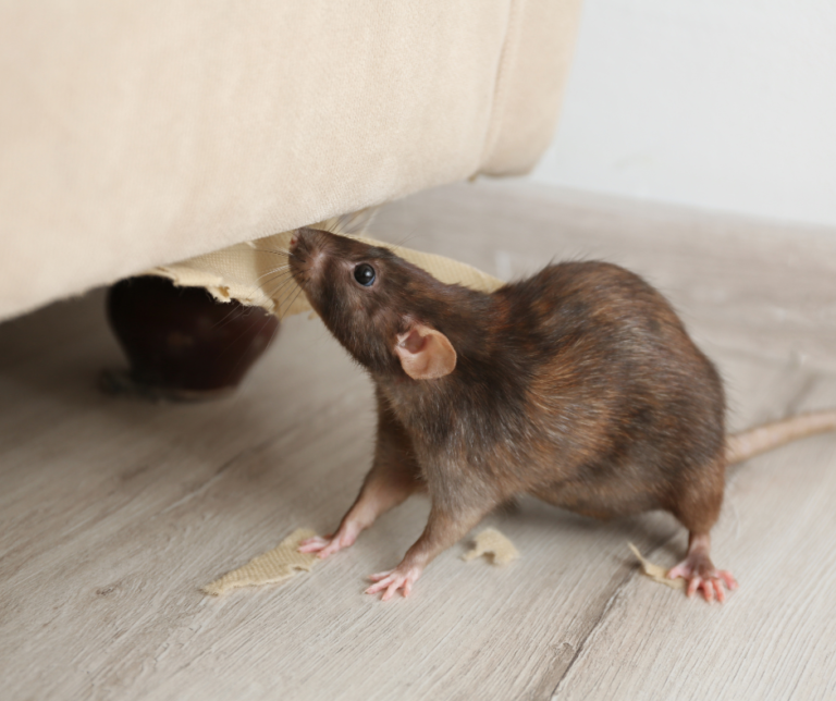Emergency Rat Control in Essex – What to Do If You Spot One Indoors