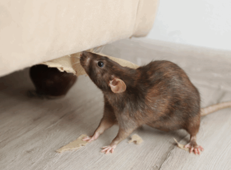 How to Mouse-Proof Your Essex Home: Prevention Checklist