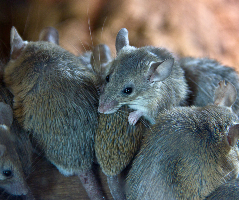 mice control Essex, mouse removal Essex, mouse exterminator Essex, pest control Essex, Essex Pest Solutions, affordable mice control Essex, professional mouse removal Essex, mice control £260 Essex, guaranteed mice treatments Essex, emergency mice removal Essex