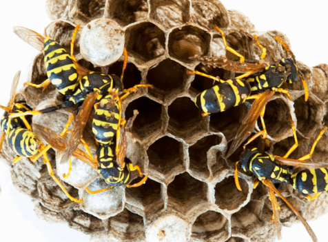 Affordable Wasp Nest Removal Barking