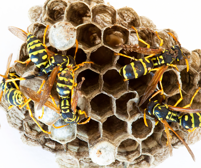 Affordable Wasp Nest Removal Barking