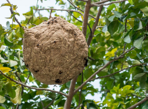 Click here to contact Essex Pest Solutions