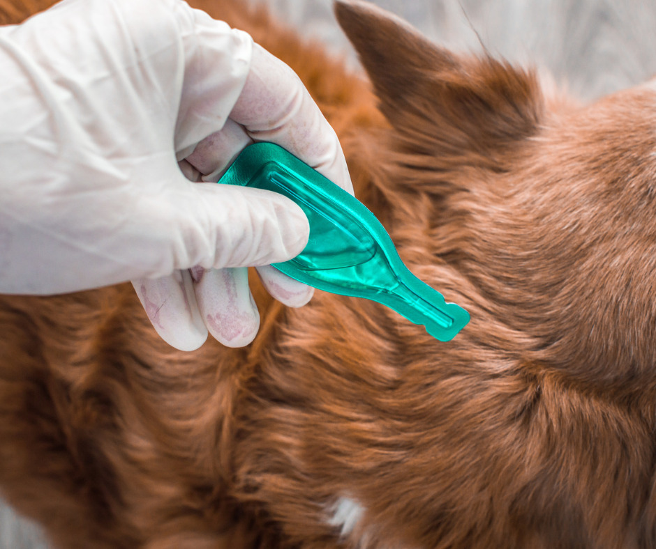 Flea Control in Essex – Causes, Signs & Professional Treatments