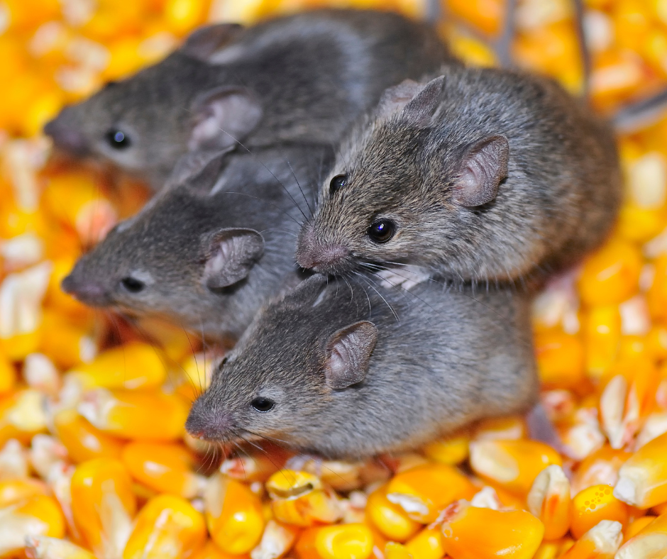 Professional Mice Control in Essex – Why It Works Better Than DIY