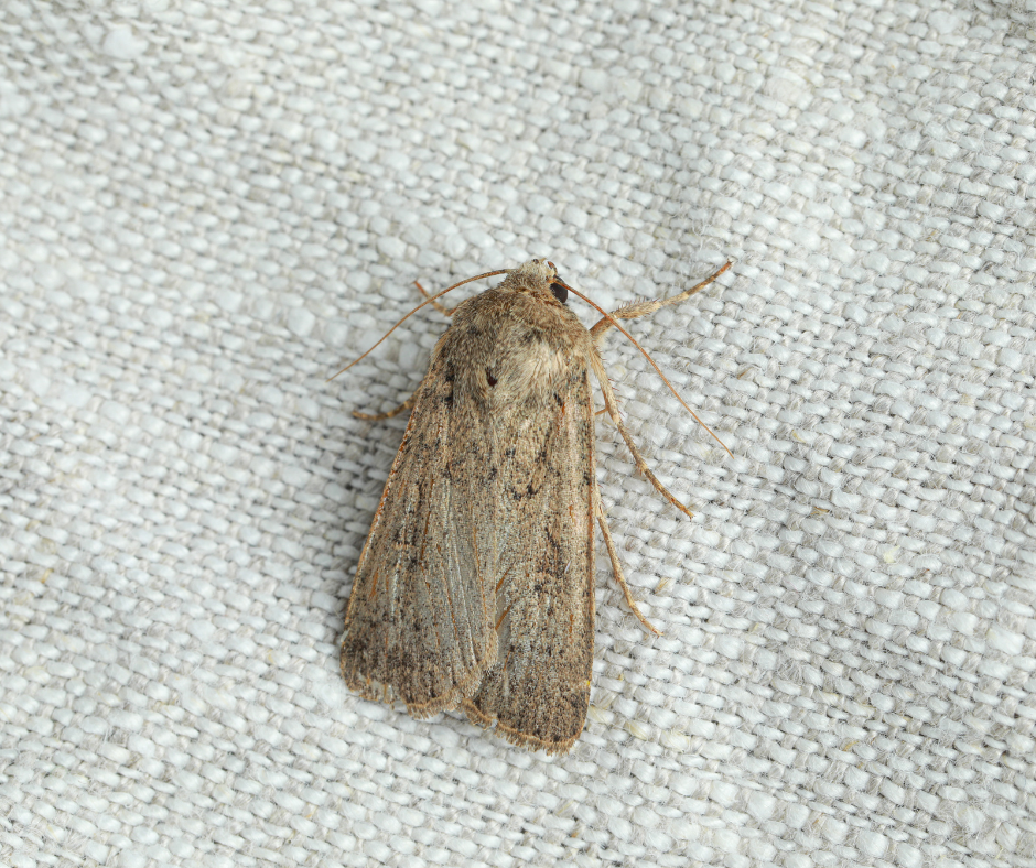 Moth Control Essex