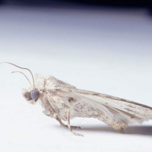 How Much Does Carpet Moth Control Cost in Essex?