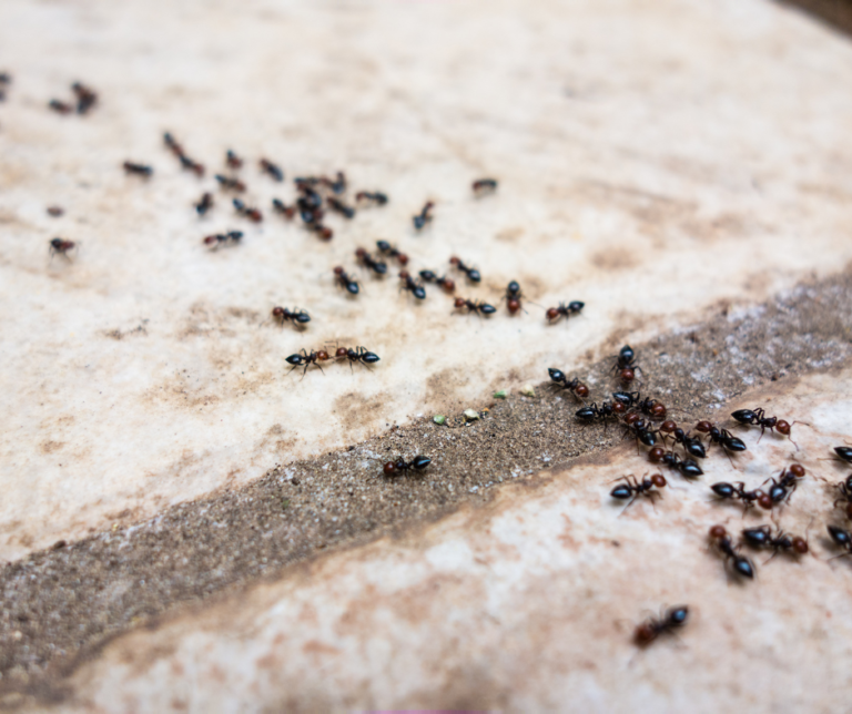 How Much Does Ant Control Cost in Essex?