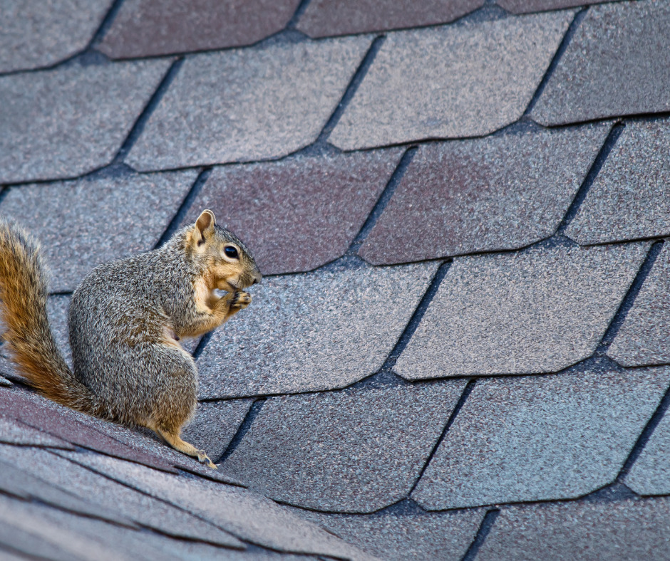 Squirrel Control Essex