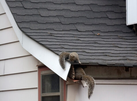 How Much Does Squirrel Control Cost in Essex