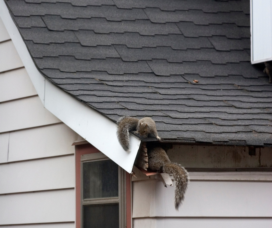How Much Does Squirrel Control Cost in Essex