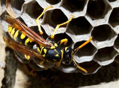 Same Day Wasp Nest Removal Thurrock