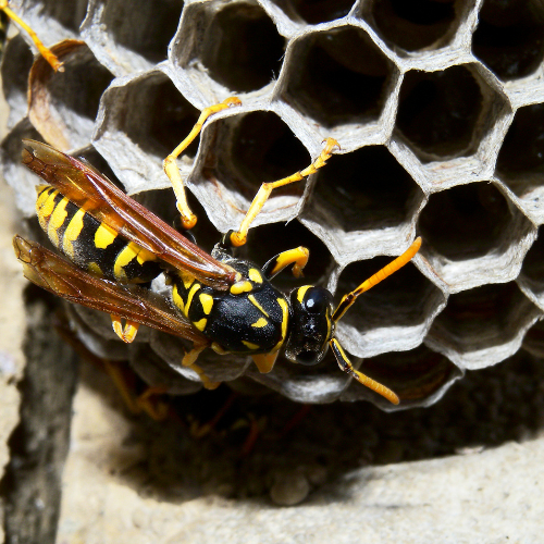 Same Day Wasp Nest Removal Thurrock