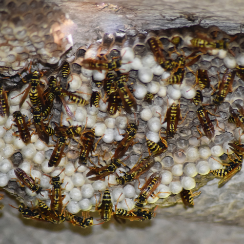 Wasp nest treatments Essex