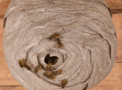 Thurrock Wasp Removal £90