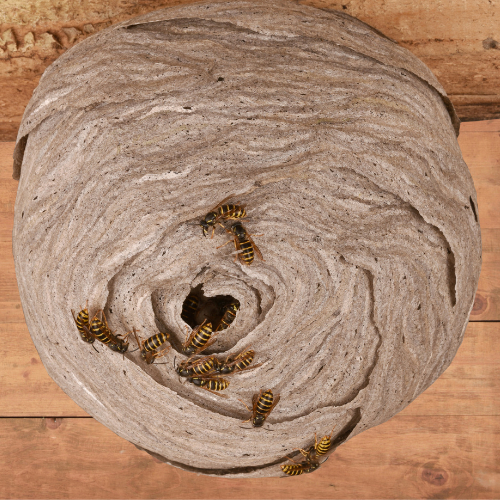 Thurrock Wasp Removal £90