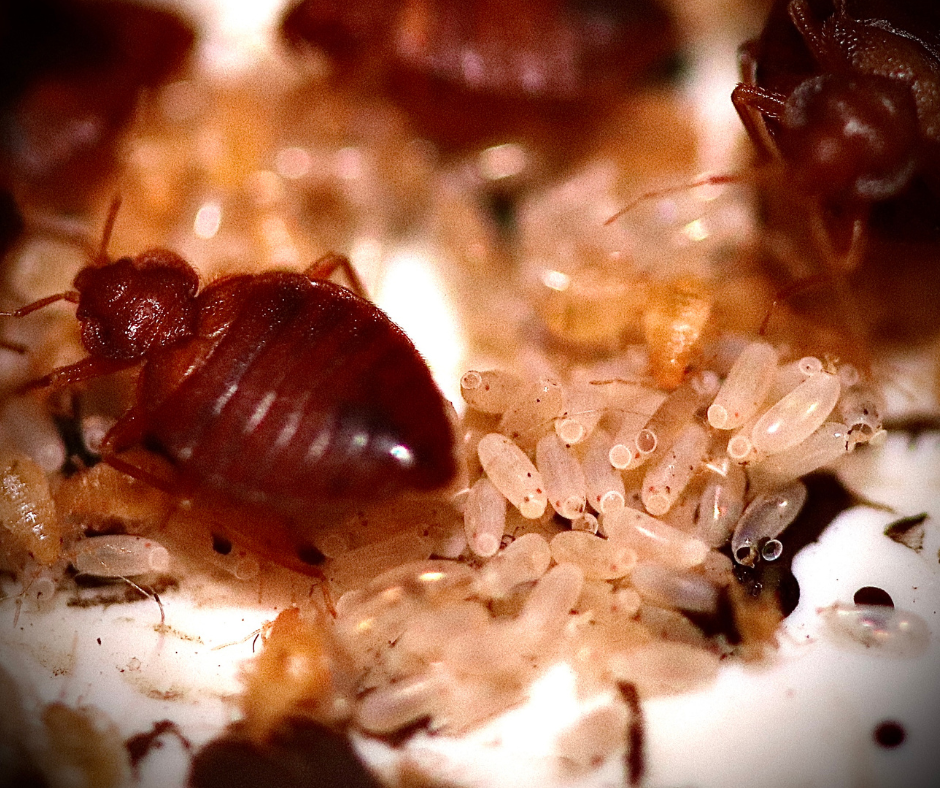 Why Great Dunmow Residents Are Seeing More Bedbug Problems