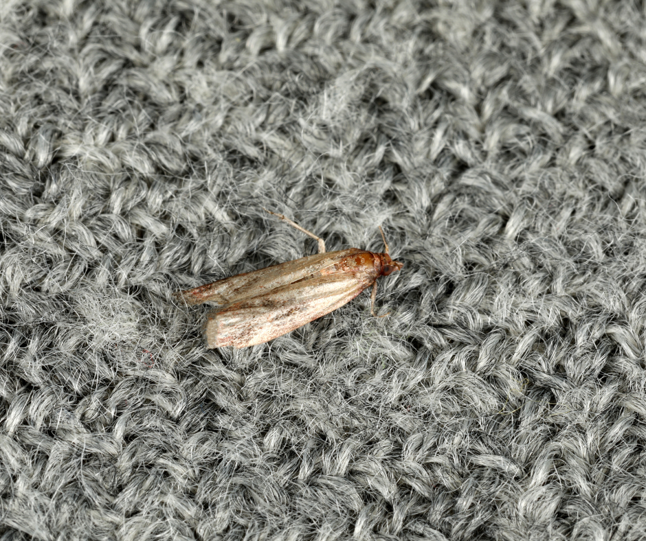 carpet moths Essex