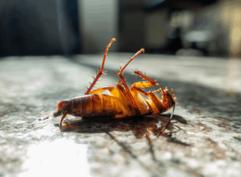 cockroach control Essex