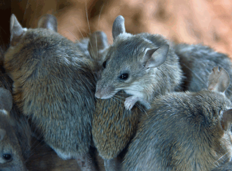 Commercial Rat Exterminators in Basildon